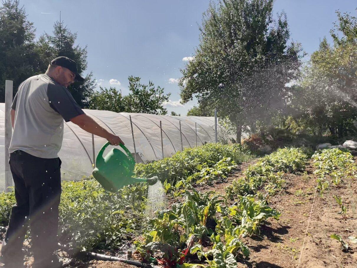 Tamás Gazda organic farmer watering his plants