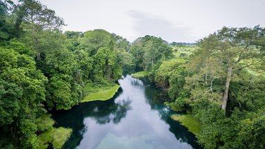River and trees