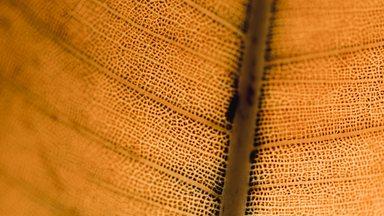 Leaf detail