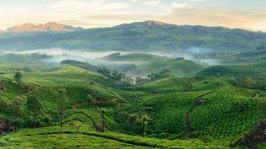 Mountain tea plantations in Munnar