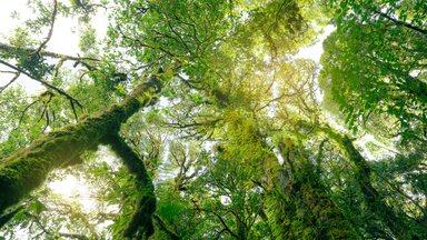 Green tree forest with sunlight through green leaves. Natural carbon capture and carbon credit concept
