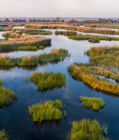 wetlands