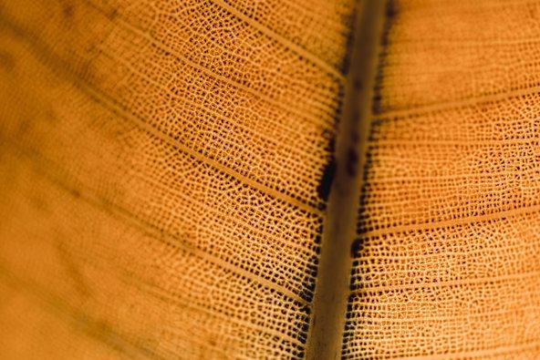 Leaf detail