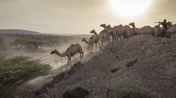 Camels in the Ethiopian dessert in a group