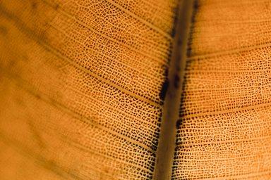 Leaf detail