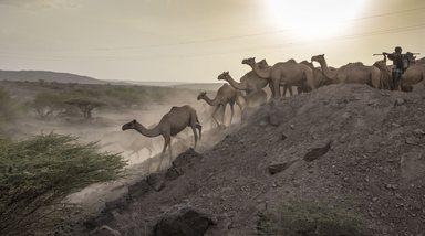 Camels in the Ethiopian dessert in a group