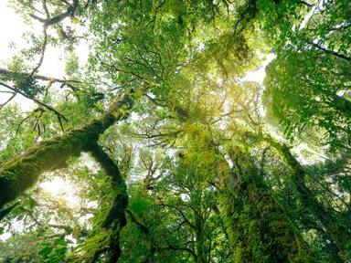Green tree forest with sunlight through green leaves. Natural carbon capture and carbon credit concept