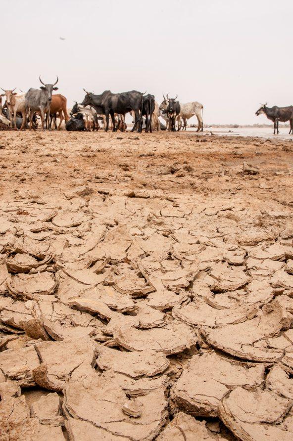 Cattle gathering at a dried out lake